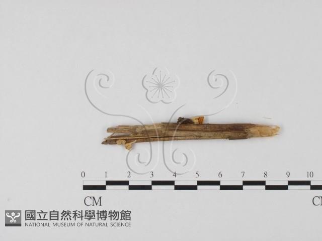 登錄號:F0023302藏品圖，第3張
