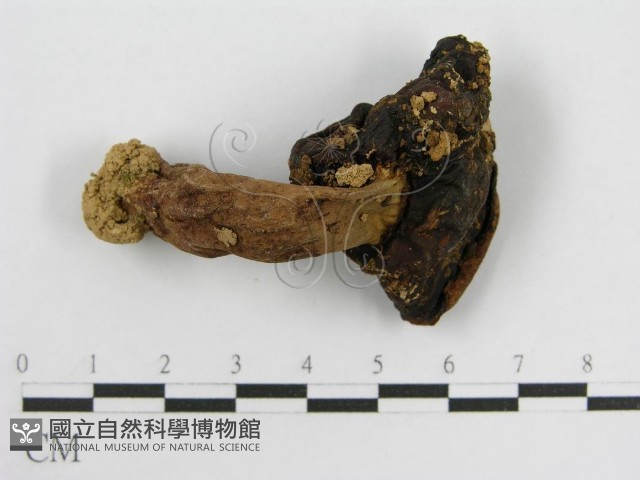登錄號:F0003302藏品圖，第3張