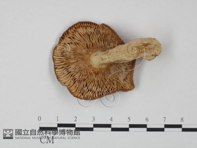 紅菇屬藏品圖，第3張