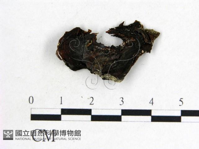 木耳屬藏品圖，第3張