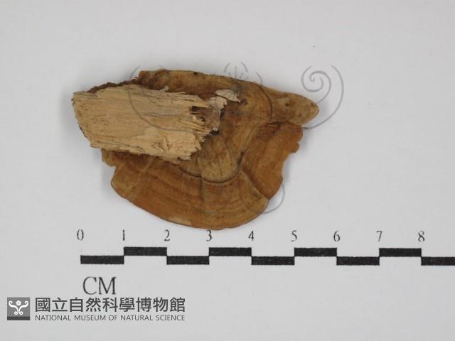 韌革菌屬藏品圖，第3張