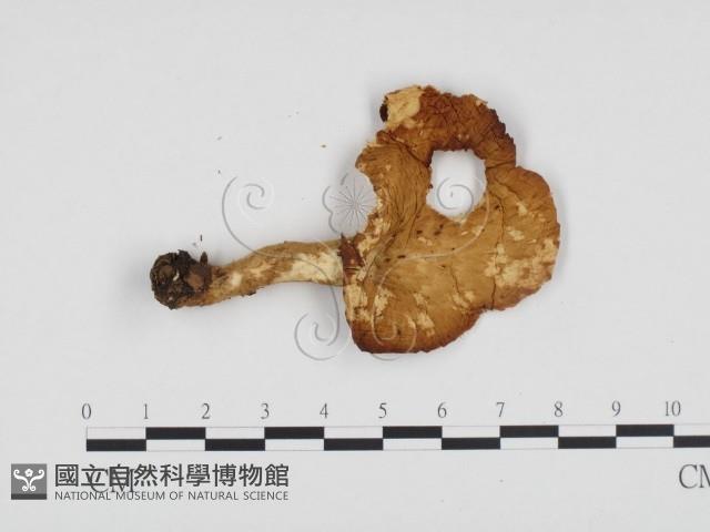 多孔菌屬藏品圖，第3張