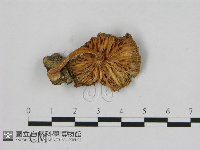 無毛鱗蓋傘藏品圖，第3張