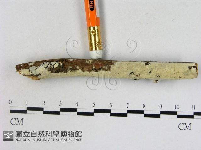 登錄號:F0022212藏品圖，第3張