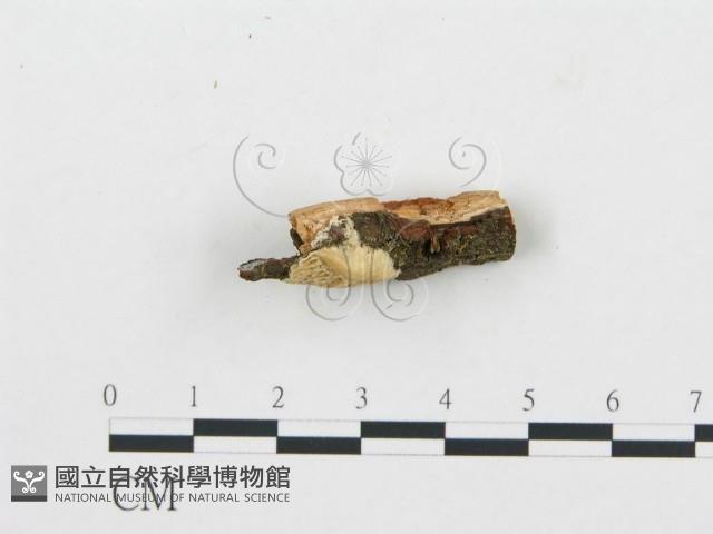 登錄號:F0012212藏品圖，第3張