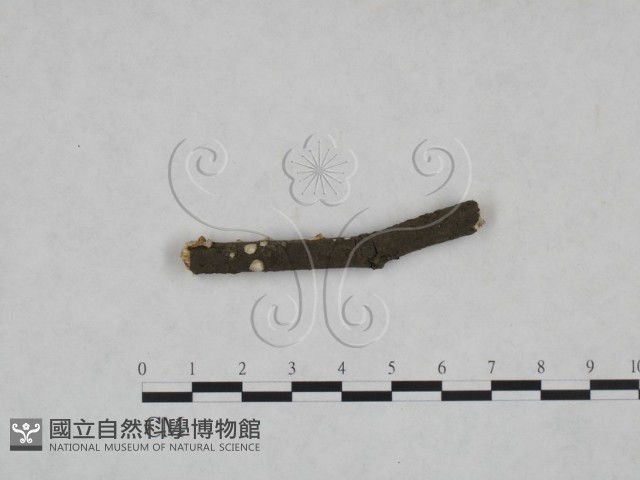 登錄號:F0025212藏品圖，第3張