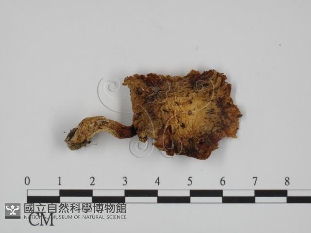 登錄號:F0005212藏品圖，第3張