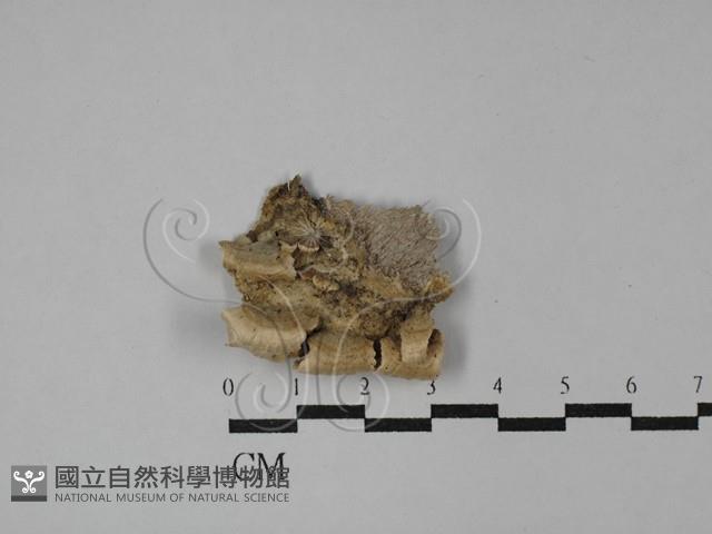 附毛菌屬藏品圖，第3張