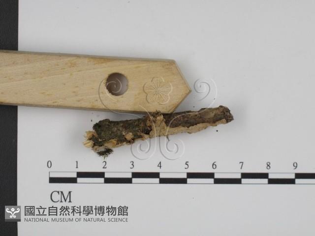 登錄號:F0009212藏品圖，第3張