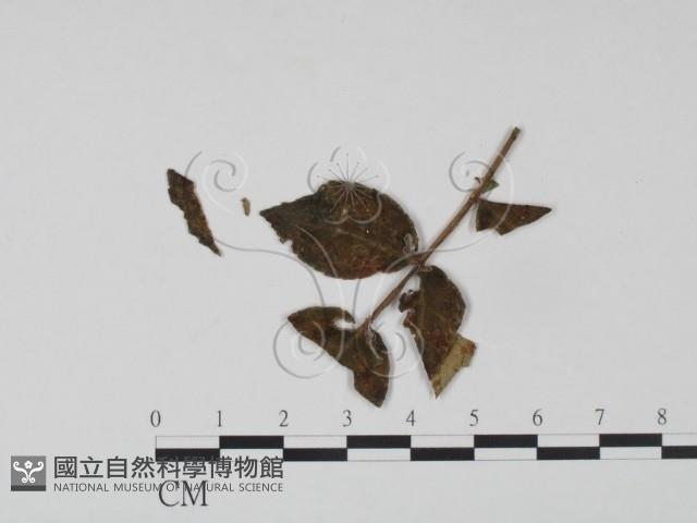 登錄號:F0019212藏品圖，第3張