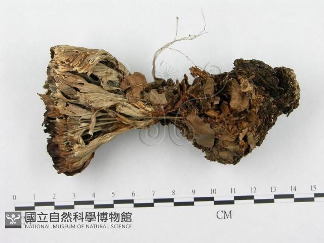 登錄號:F0003212藏品圖，第1張