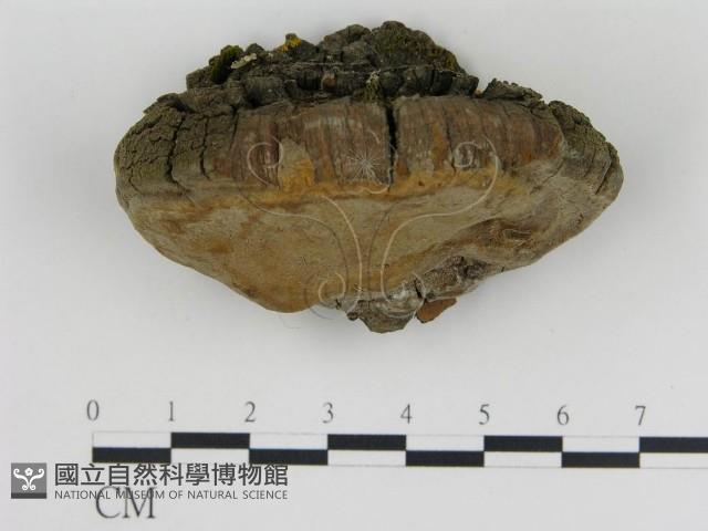 登錄號:F0018812藏品圖，第1張