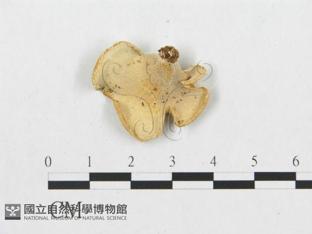 登錄號:F0010812藏品圖，第3張