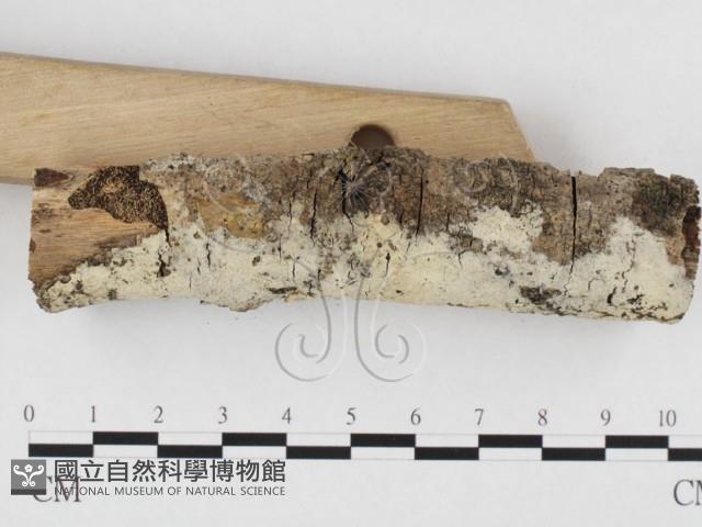 剛毛絲皮菌藏品圖，第3張