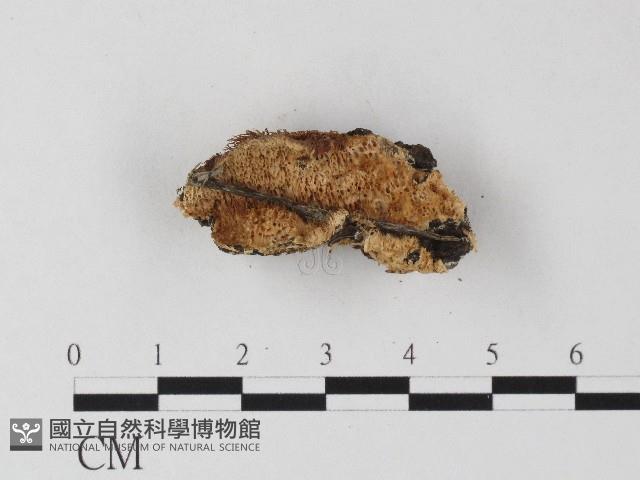 登錄號:F0006812藏品圖，第3張