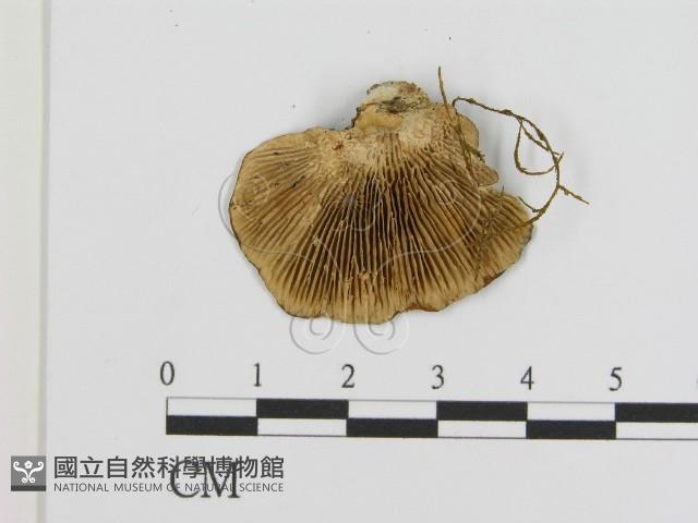 登錄號:F0001812藏品圖，第3張