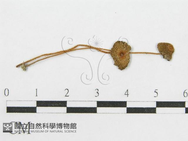 登錄號:F0004812藏品圖，第3張