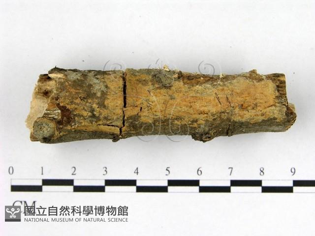 顯絲菌屬藏品圖，第3張