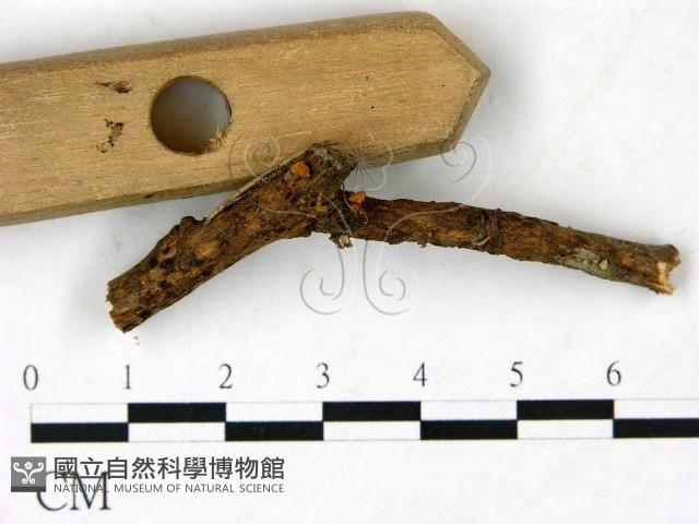 小皮傘屬藏品圖，第3張