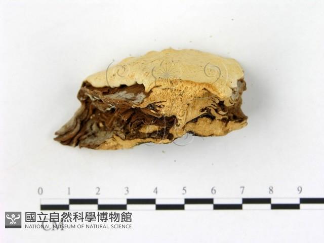 登錄號:F0005812藏品圖，第3張