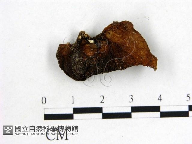 木耳屬藏品圖，第3張