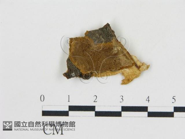 登錄號:F0019812藏品圖，第1張