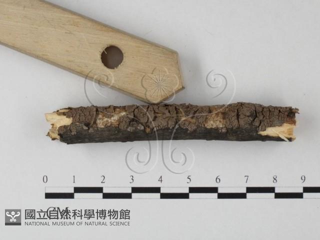 筍殼菌屬藏品圖，第3張