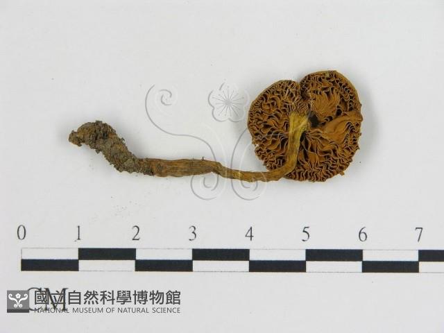 登錄號:F0003812藏品圖，第3張