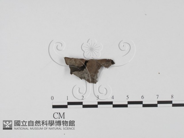 登錄號:F0013812藏品圖，第3張
