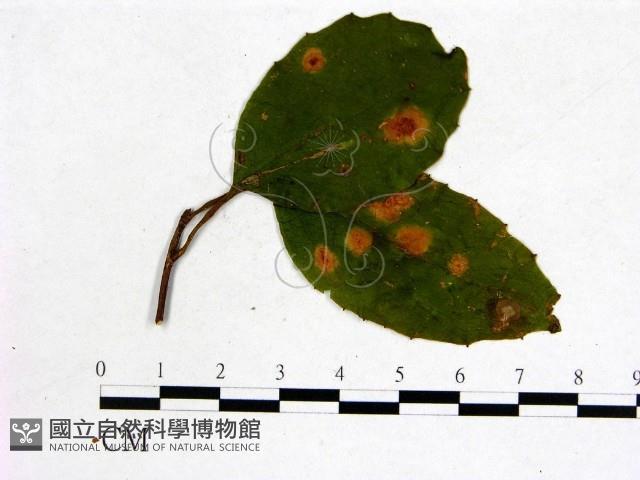登錄號:F0018912藏品圖，第3張