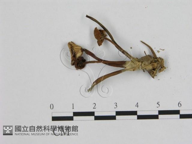 登錄號:F0010912藏品圖，第3張