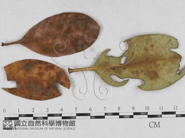 登錄號:F0026912藏品圖，第1張