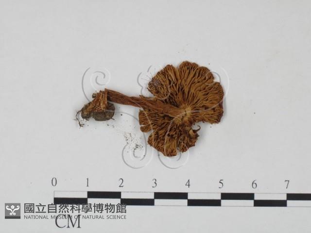 登錄號:F0021912藏品圖，第3張