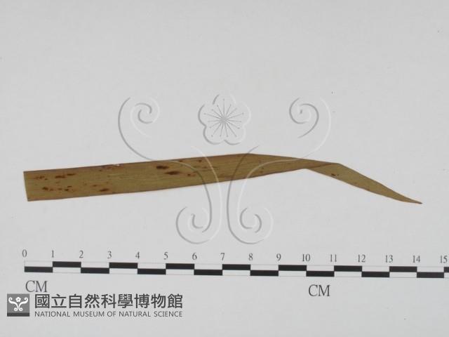 登錄號:F0011912藏品圖，第3張