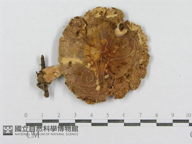 紅菇屬藏品圖，第3張