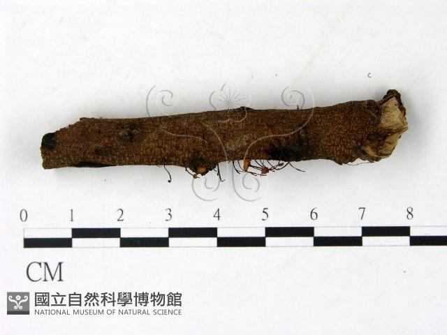 登錄號:F0022912藏品圖，第3張