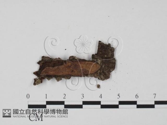 登錄號:F0012912藏品圖，第3張