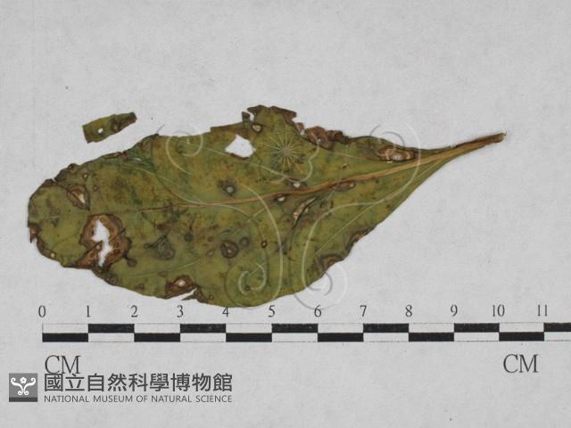 登錄號:F0027912藏品圖，第1張