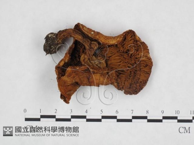 登錄號:F0025912藏品圖，第3張