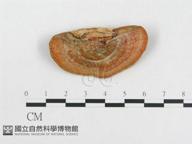 登錄號:F0005912藏品圖，第3張
