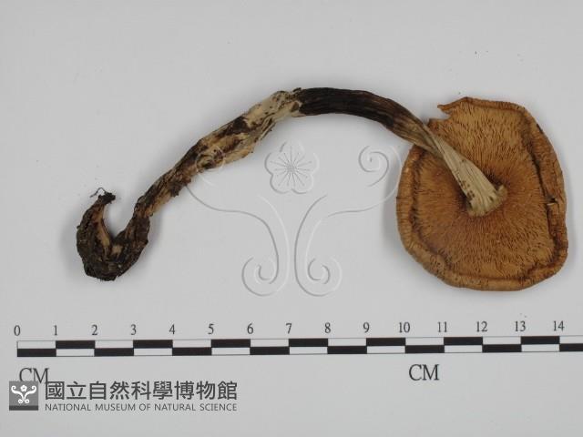 登錄號:F0015912藏品圖，第3張