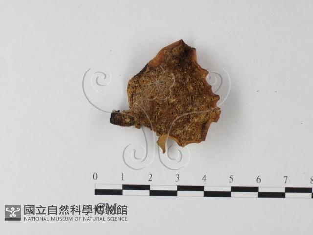 登錄號:F0019912藏品圖，第1張
