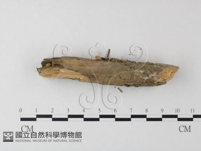 登錄號:F0023912藏品圖，第3張