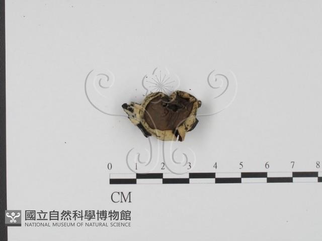 登錄號:F0013912藏品圖，第3張