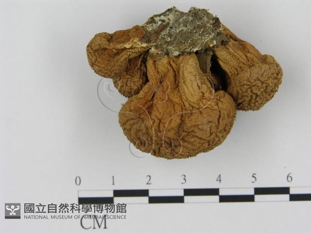 登錄號:F0000612藏品圖，第3張