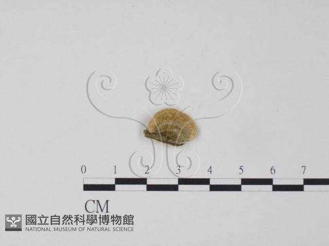 登錄號:F0006612藏品圖，第3張