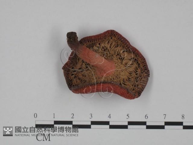 登錄號:F0024612藏品圖，第3張