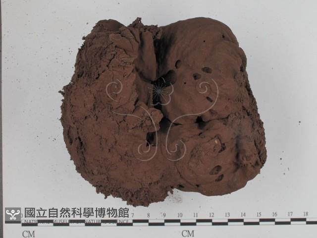 頭狀禿馬勃藏品圖，第3張