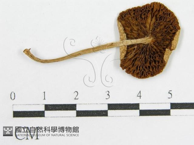 登錄號:F0007612藏品圖，第3張