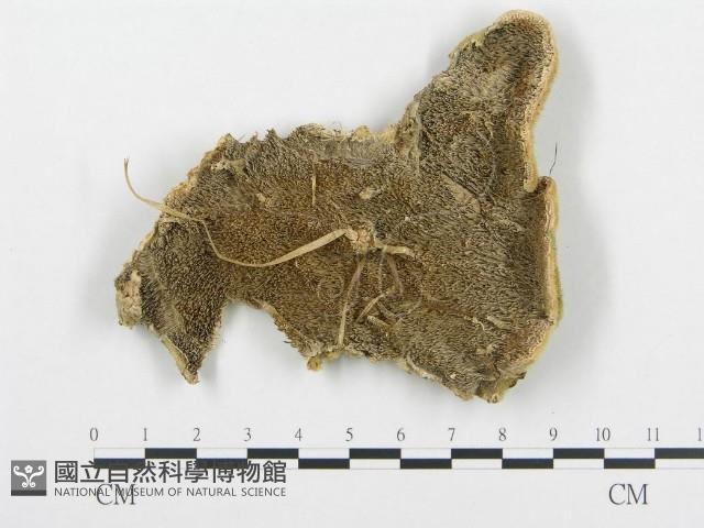 登錄號:F0017612藏品圖，第1張